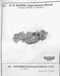 Polyporus barbaeformis image